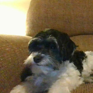 Meet your Posher, Abby